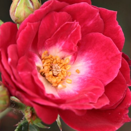 Rosa  Dopey - róża ze średnio intensywnym zapachem - Róże pienne - z drobnymi kwiatami - różowy  - De Ruiter Innovations BV. - korona krzaczasta - -